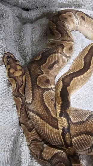 Clown Enchi 100% Het Piebald "Mickey Mouse" Breeder Male Ball Python by ...