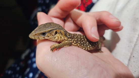 🟠🐉 “Pumpkin” – Tame Baby Savannah Monitor (Het Axanthic) 🍂 by The Beastiary