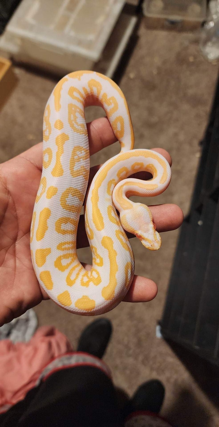 Albino Black Pastel Ball Python by Ballin' With Pythons - MorphMarket