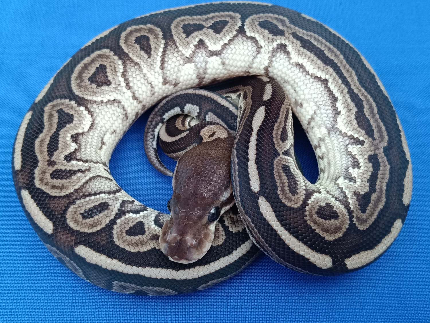 Gargoyle Ball Python by KLA Exotics - MorphMarket