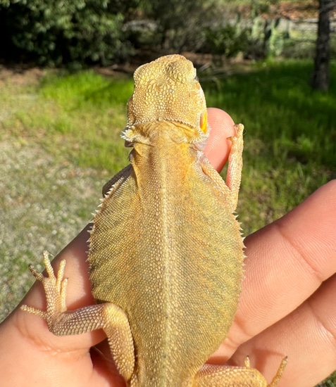 High Color Leatherback Trans Witblits 66% Het Zero/Hypo Central Bearded ...
