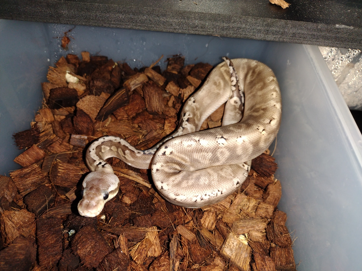 GHI Black Pewter Het Axanthic TSK Ball Python by Kilozenn Creations ...