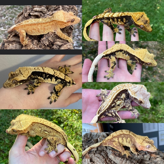 7 Adult Crested Geckos by M&K Cresties & More
