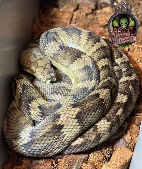 Halmahera Scrub Python by King & Queen Reptiles