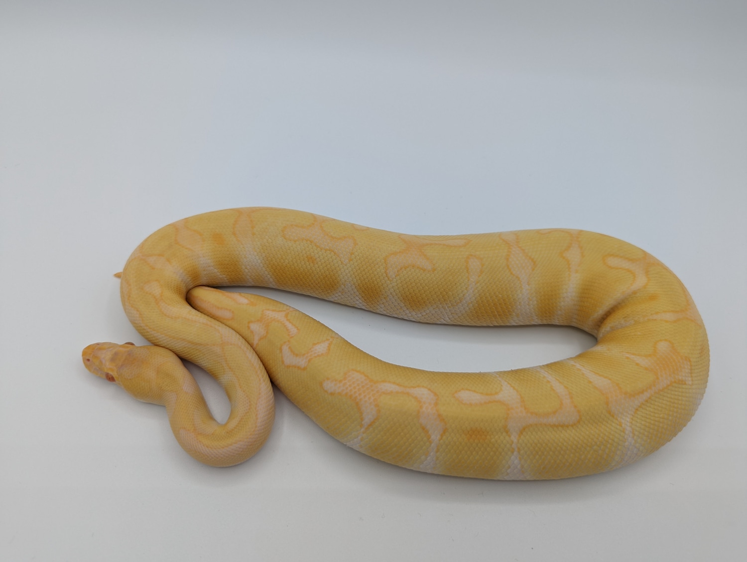 Enchi Leopard Albino Ball Python by Python Apothecary - MorphMarket