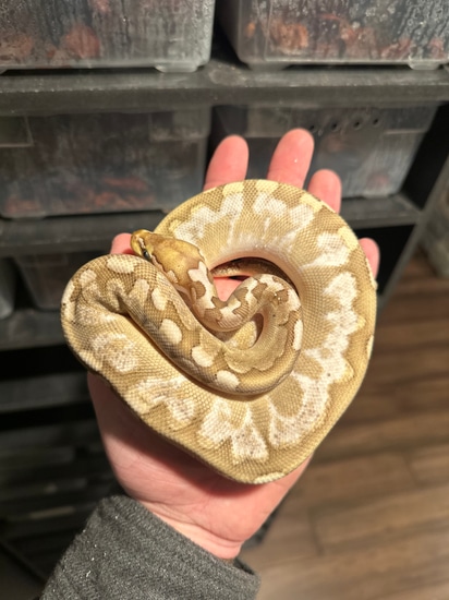 Cinny Sugar Ball Python Sugar Bamboo Ball Python by Python Apothecary