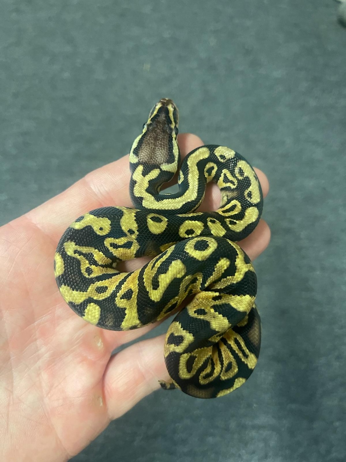 Pastel 100% Het Zebra Ball Python by King James Exotics - MorphMarket