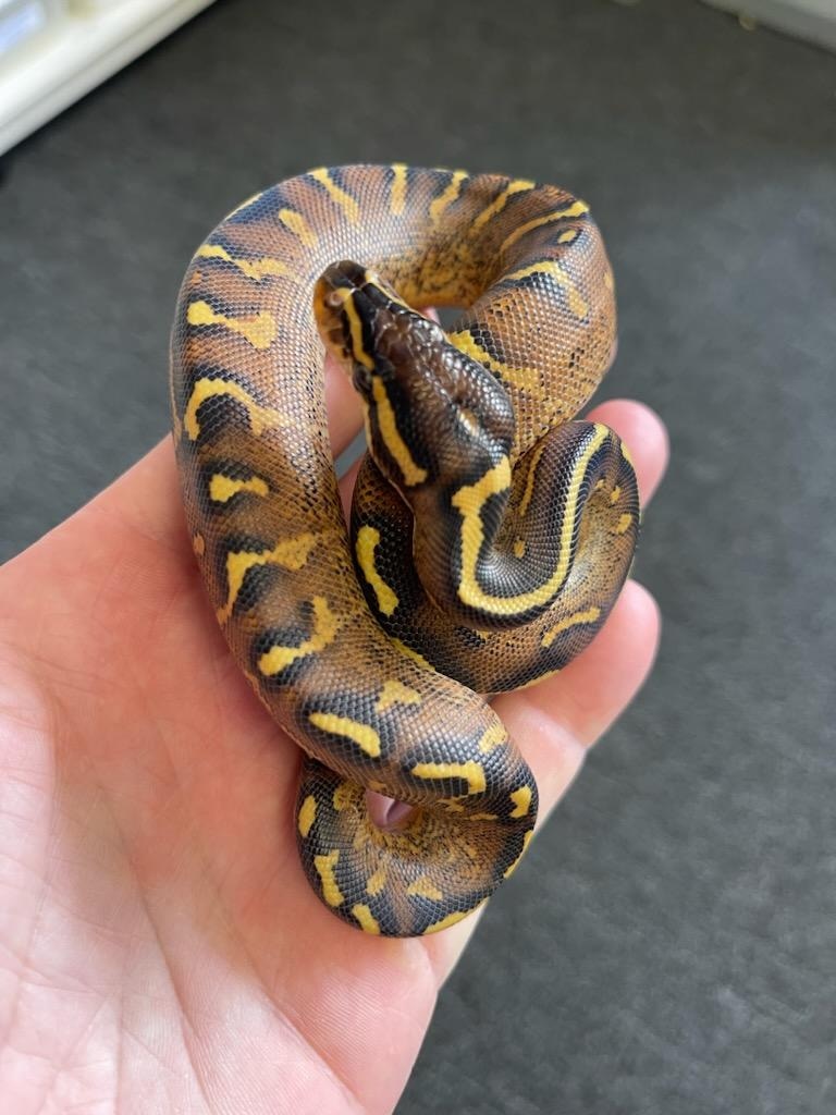Super Gravel Ball Python by King James Exotics - MorphMarket