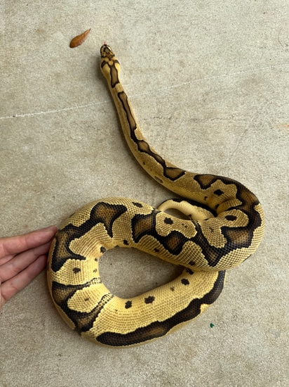 Fire Clown Ball Python by Balls and Fangs Reptiles