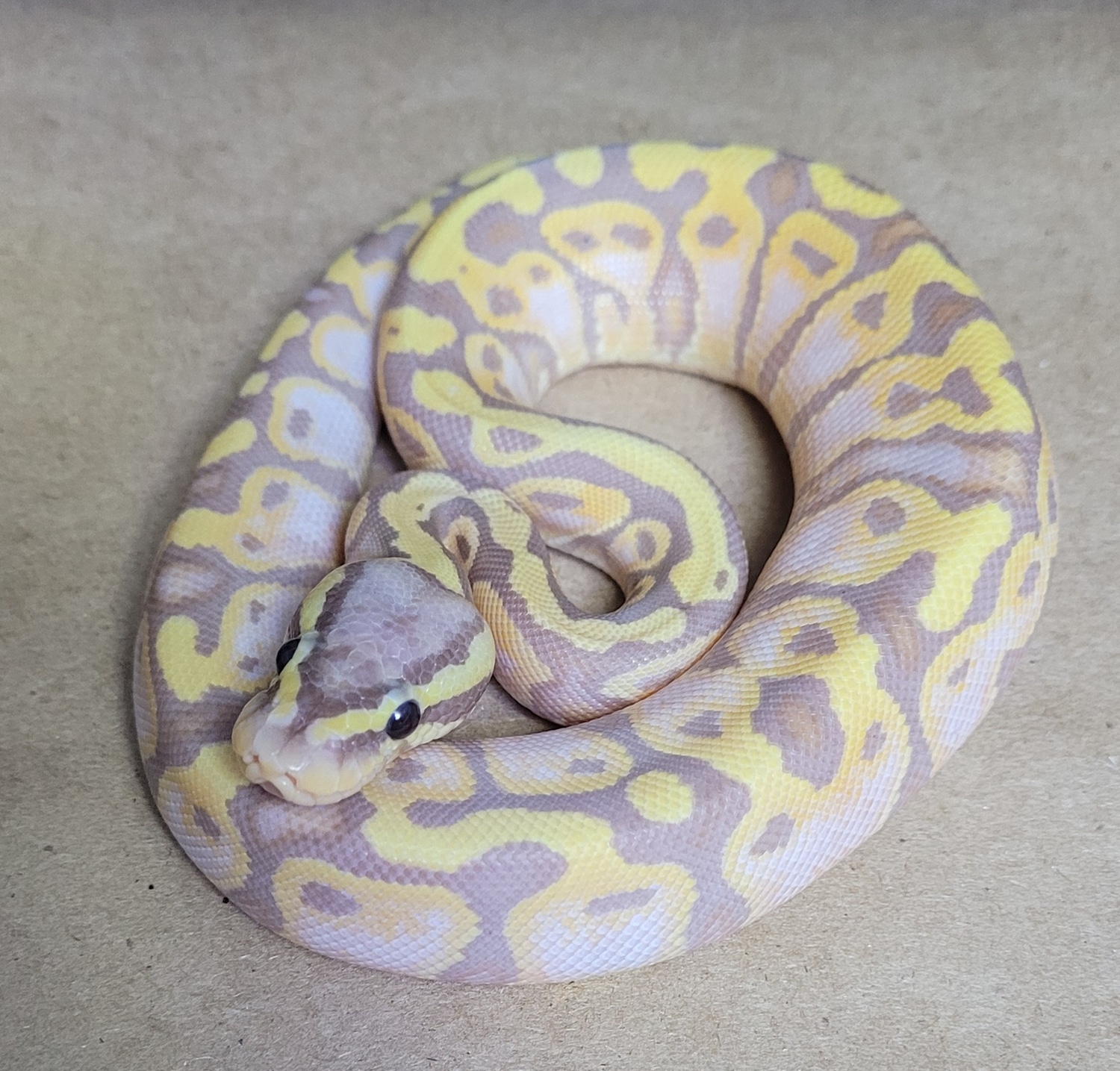 Banana Mojave Sulfur Male Ball Python by King Reptiles - MorphMarket