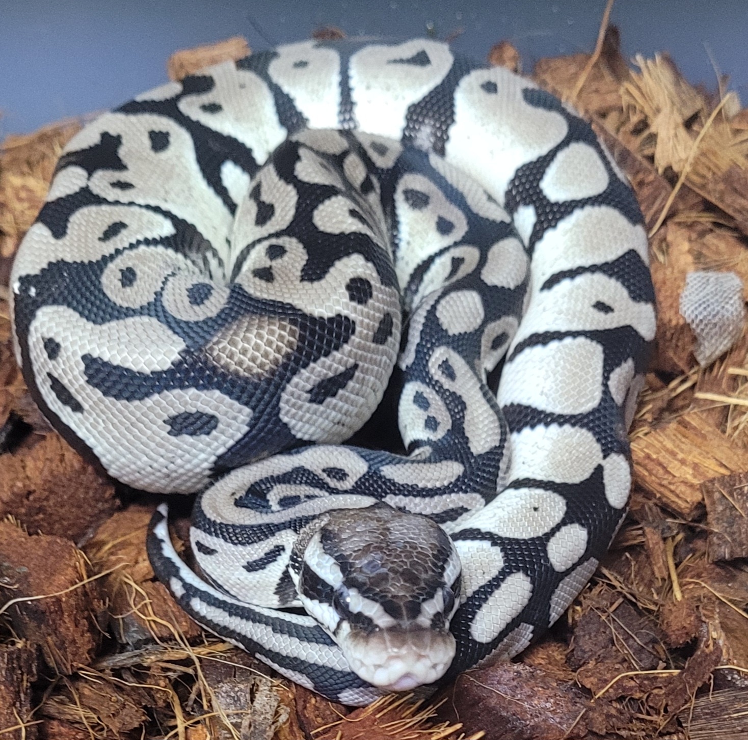 Pastel Vpi Axanthic Ball Python by King Reptiles - MorphMarket