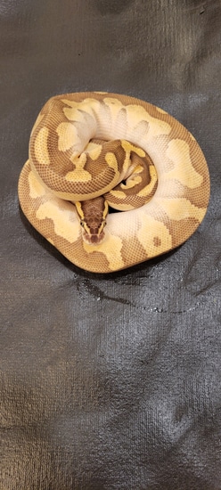 Pastel Enchi Butter Ball Python by Kinky Link Ball Pythons