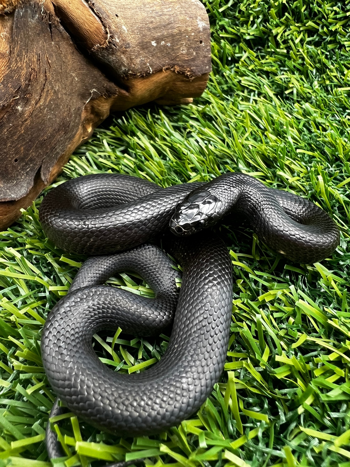 Mexican Black Kingsnake by Fang & Coil Exotics MorphMarket