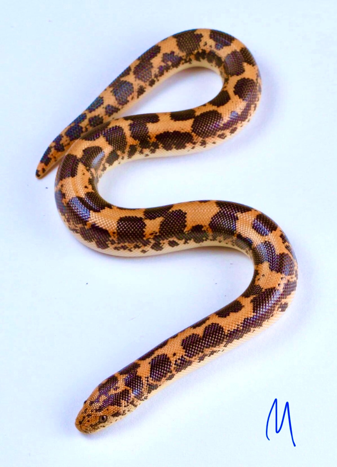 2020 Male Kenyan Sand Boa by SNK Kreatures MorphMarket