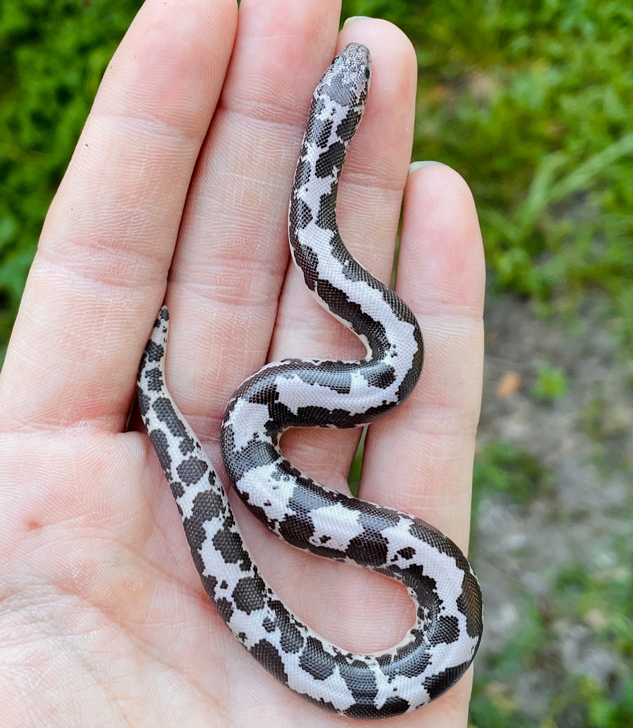 Female Anery Stripe 100 Het Paint Kenyan Sand Boa by SNK Kreatures