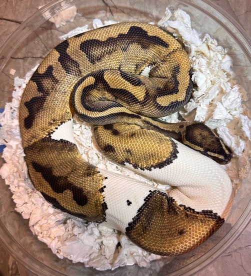 Female Pie Bald Ball Python by SNK Kreatures