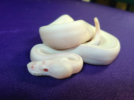White Demon Ball Python by Standout Serpents LLC