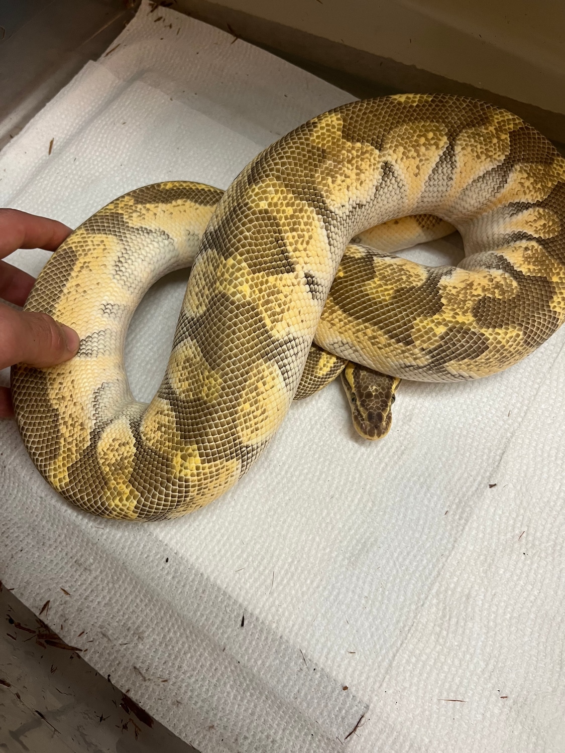 *SALE* Enchi Lesser Pastel (Pos Het Clown) Ball Python by Kishes Critters MorphMarket