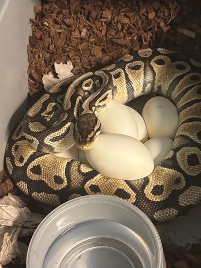 Pastel Russo Het KIKI (G-stripe Clown) Ball Python by Kishes Critters