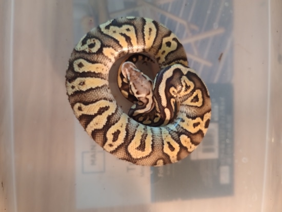Firefly Mystic Ball Python by JT exotics