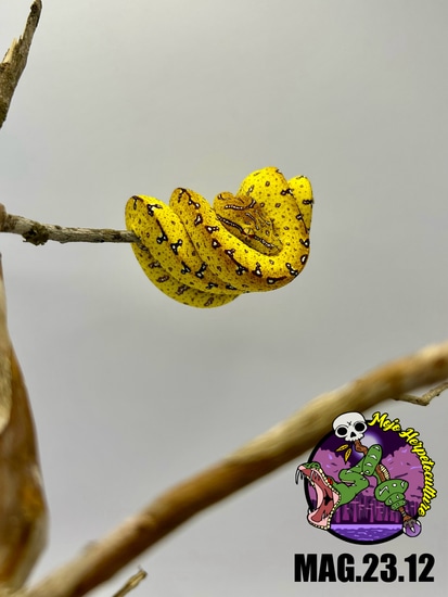 2023 Cyclops X Aru/Jayapura Green Tree Python by Mojo Herpetoculture