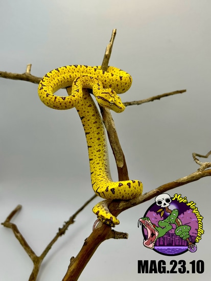 Cyclops X Aru/Jayapura Green Tree Python by Mojo Herpetoculture