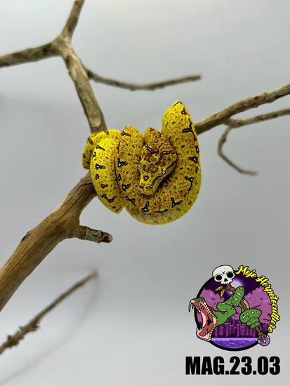 2023 Cyclops X Aru/Jayapura Green Tree Python by Mojo Herpetoculture