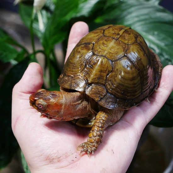 Male Three Toed Box Box Turtle by Albino Shells