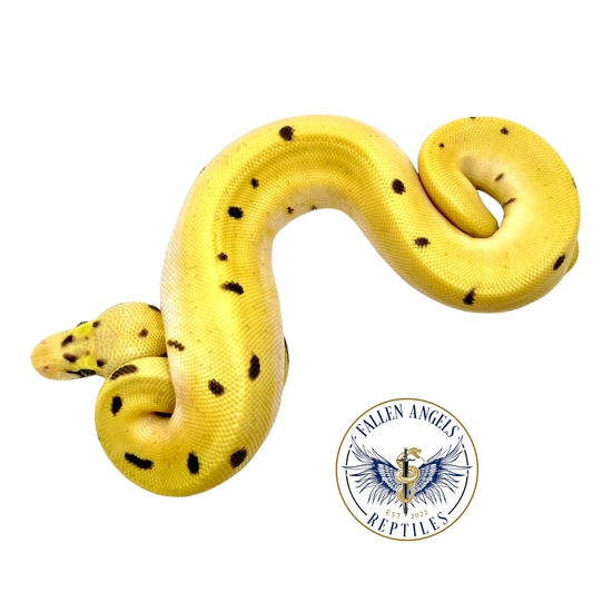 Super Enchi Orange Dream Pastel Spider Ball Python by Fallen Angels ...