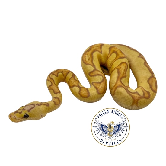 Banana Enchi Pastel Clown Ball Python by Fallen Angels Reptiles