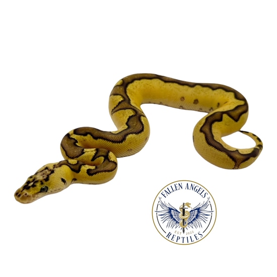 Enchi Pastel Clown Ball Python by Fallen Angels Reptiles