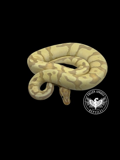 Banana Enchi Fire Yellow Belly Ball Python by Fallen Angels Reptiles