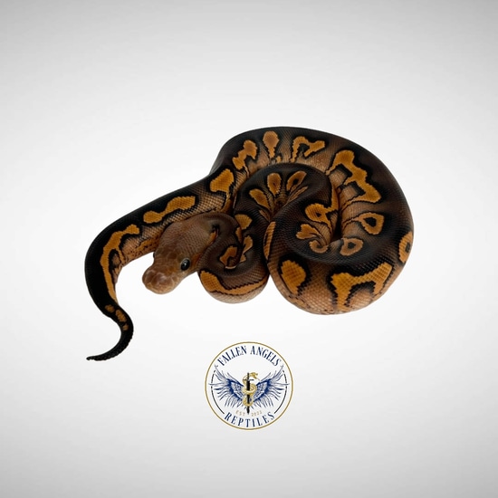 Wookie Black Pastel Yellowbelly Clown Ball Python by Fallen Angels Reptiles