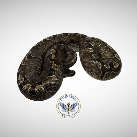 PROVEN BREEDER GHI Enchi Ball Python by Fallen Angels Reptiles