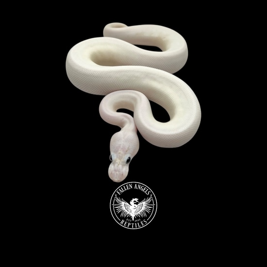 Super Cinnamon (Yellowbelly, Sandblast, Pastel) Piebald Ball Python by ...