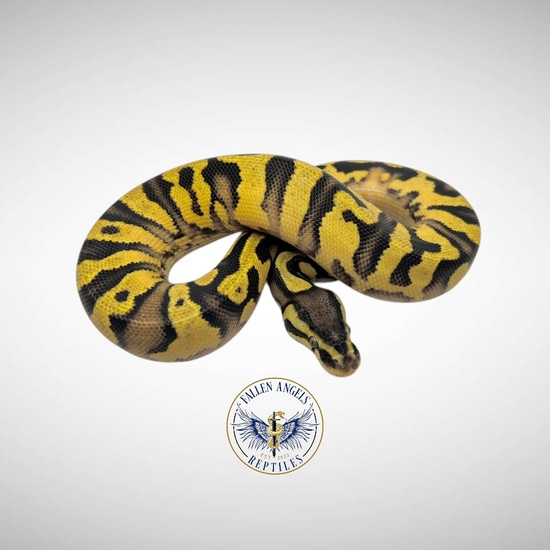 Yellowbelly Pastel Het Pied Ball Python by Fallen Angels Reptiles