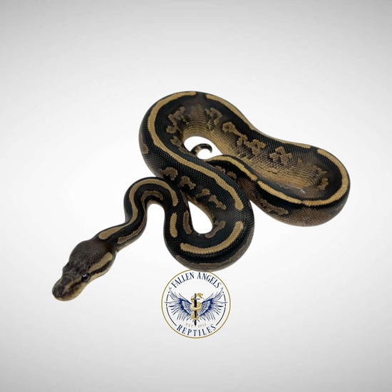 Cinnamon Sandblast Het Piebald Ball Python by Fallen Angels Reptiles