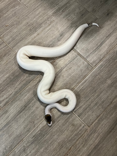 Cinnamon Yellowbelly Sandblast Pastel Piebald Ball Python by Fallen ...