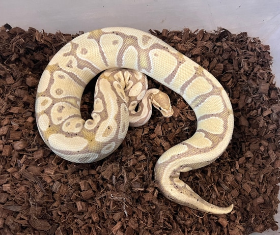RTB Banana Het Clown Ball Python by Fallen Angels Reptiles