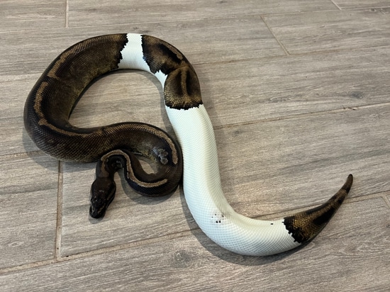 Proven Breeder Mahogany Piebald Ball Python by Fallen Angels Reptiles