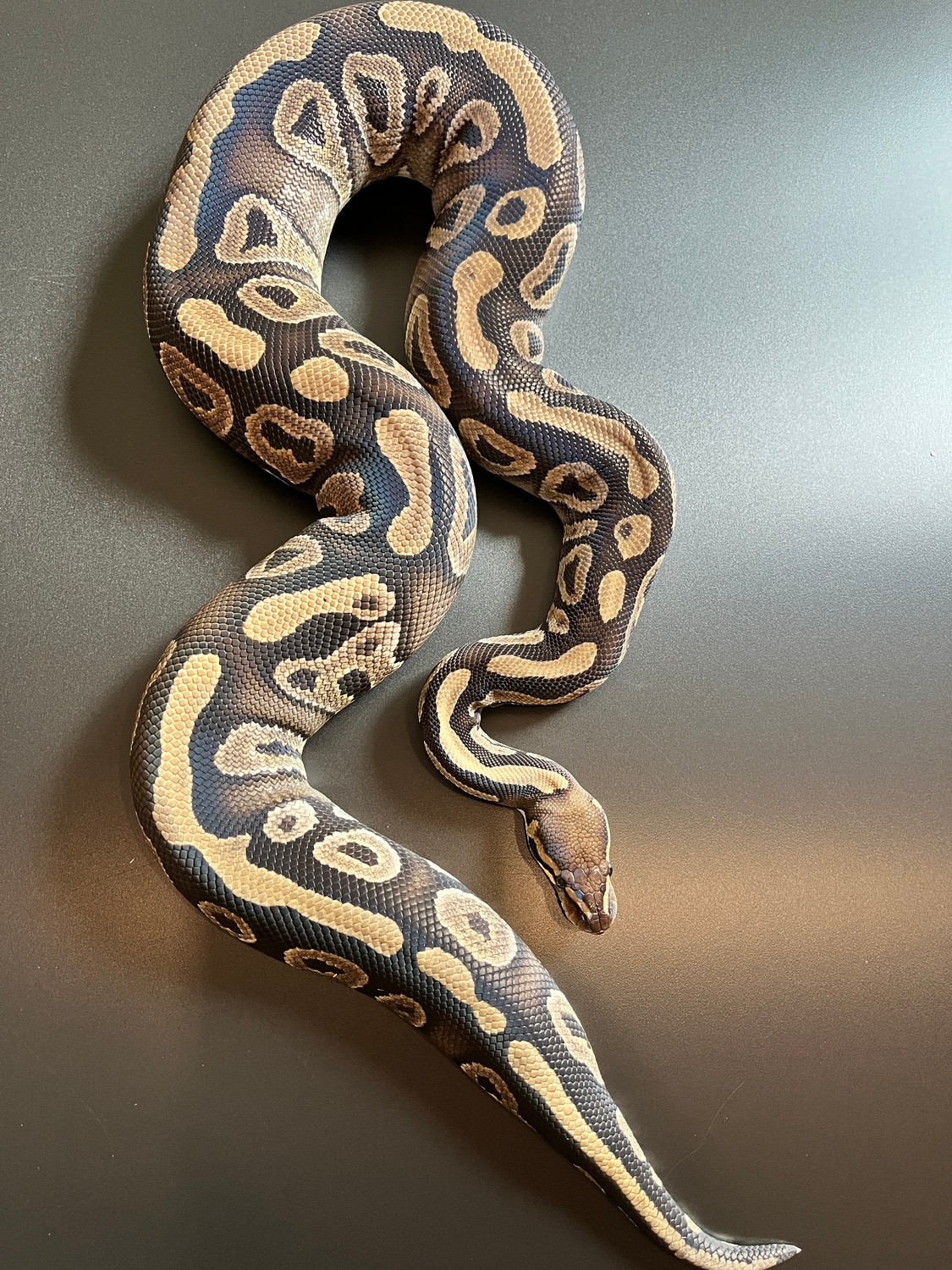 Chocolate Mystic Ball Python by KK Morphs - MorphMarket
