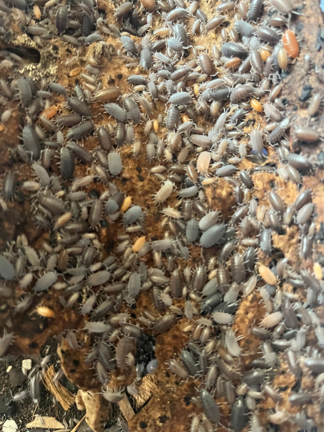 Powder Blue Isopod by Round Up Reptiles MorphMarket