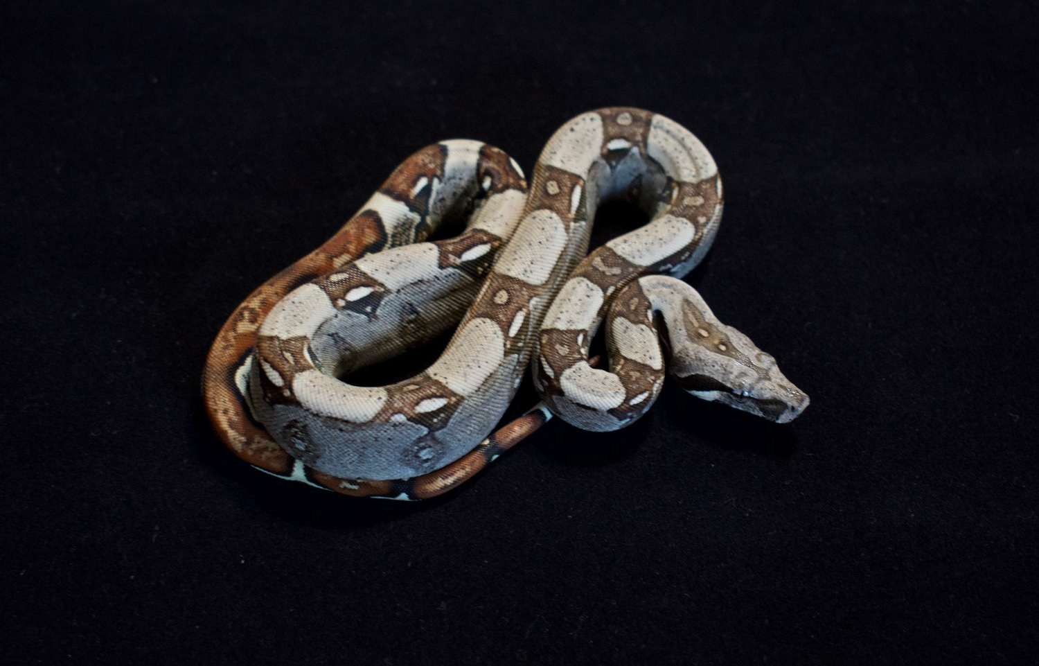 Jungle Boa Constrictor by KL Constrictors MorphMarket