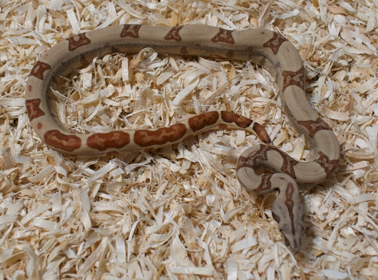 Hypo Jungle Boa Constrictor by KL Constrictors