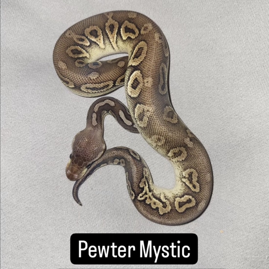Pewter Mystic Ball Python by Serotonin Serpents