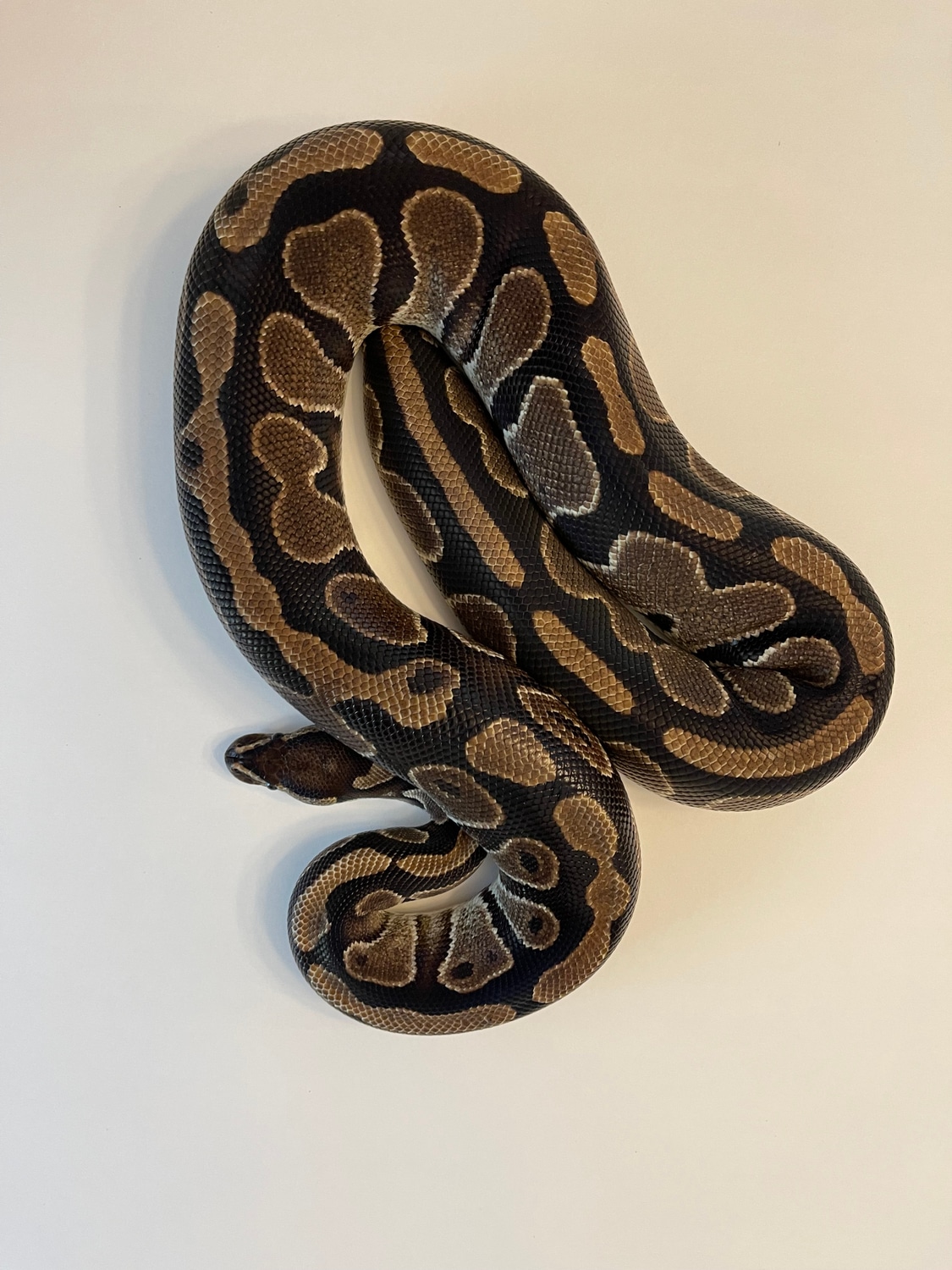 Het Piebald 2600g Proven Breeder Female Ball Python by The Python