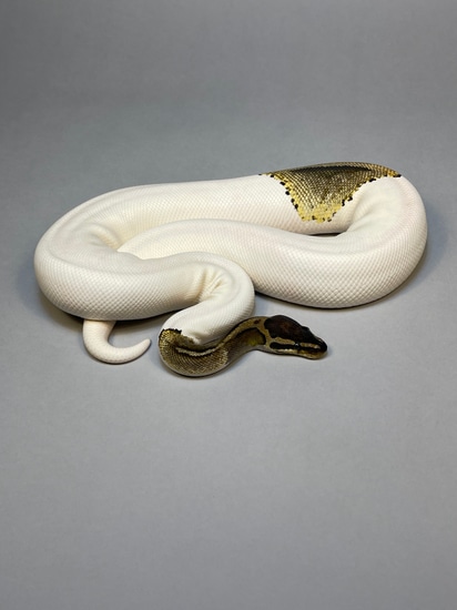 Piebald - Proven Breeder Female Ball Python by The Python Gallery