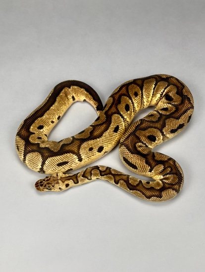 Pastel Clown Het Desert Ghost - Ready To Breed Ball Python by The ...