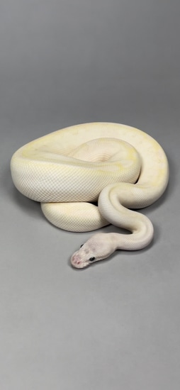 Phantom Bamboo BEL Proven Breeder Ball Python by The Python Gallery