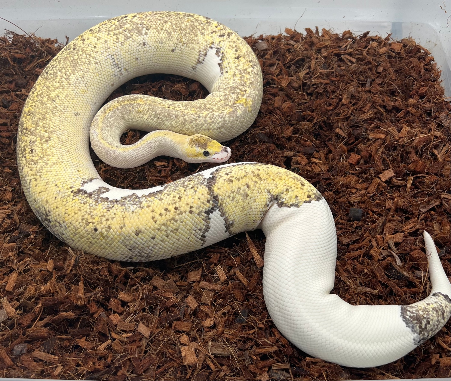 Pastel Cinnamon Champagne RTB Ball Python by Klutch - MorphMarket